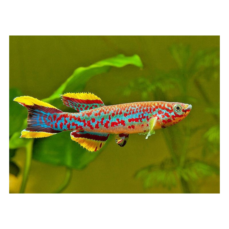 Aphyosemion gardneri