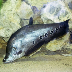 Notopterus Chitala Notopterus Chitala