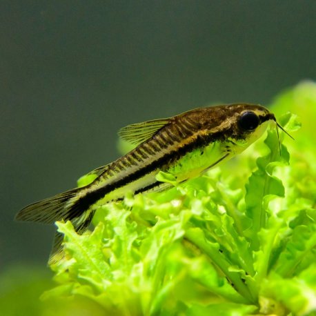 Corydoras pygmaeus - M