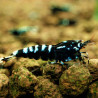 Black King Kong - Caridina logemanni var. Black King Kong