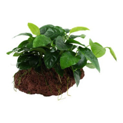 Anubias barteri nana on Lava Stone Anubias barteri nana on Lava Stone