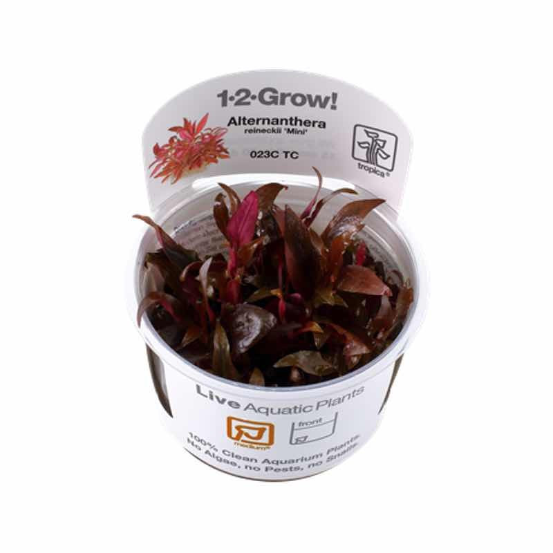 Alternanthera reineckii 'Mini'