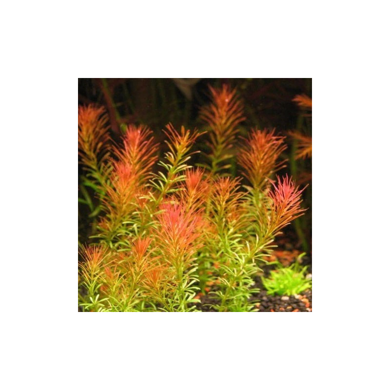 Rotala Wallichii Rotala Wallichii