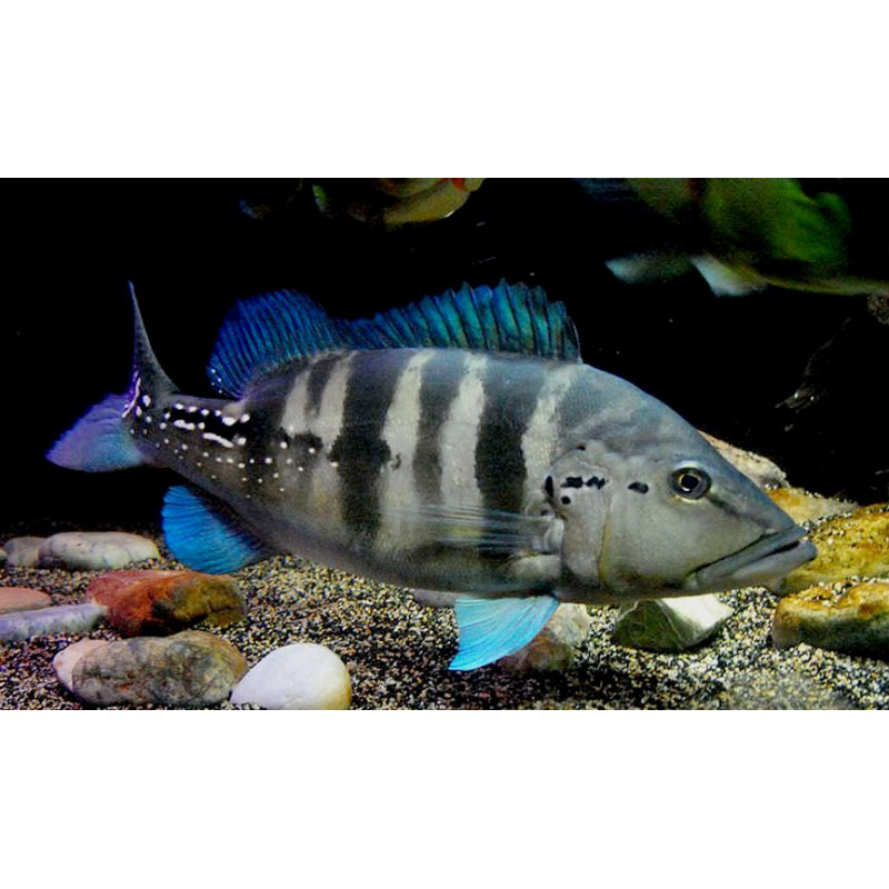 Tacunaré Azul 4-5 - Cichla piquiti