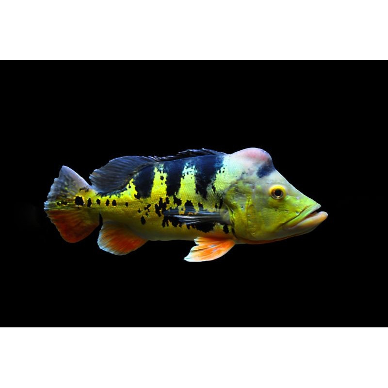 Tacunaré Peacock Bass - Cichla monoculus