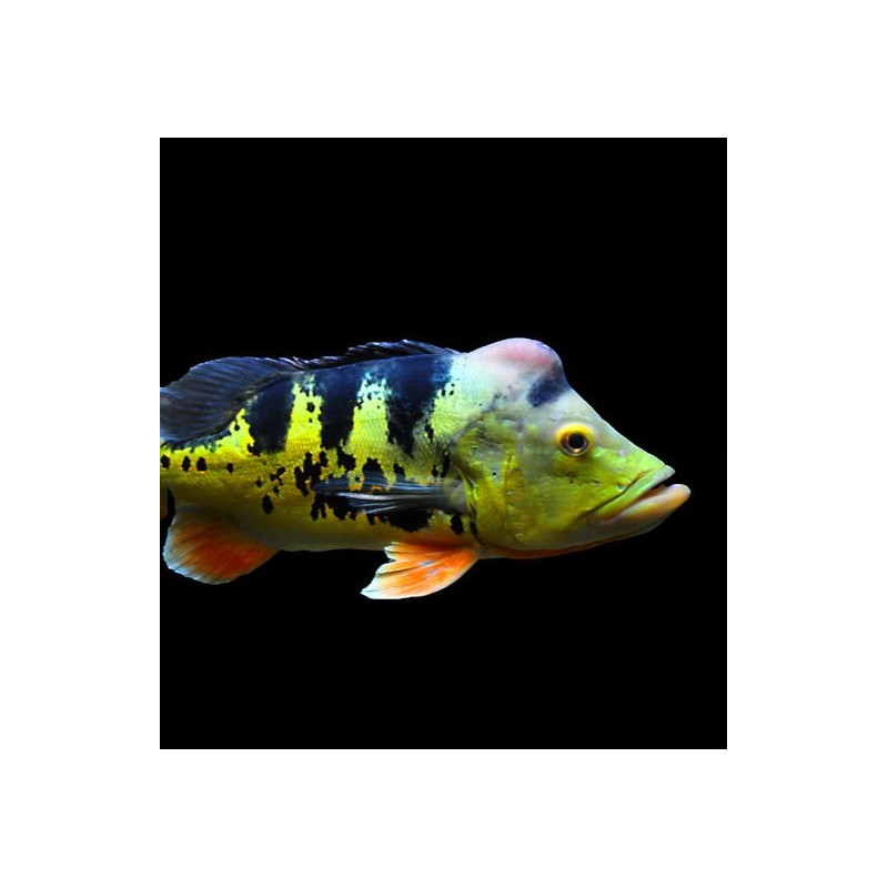 Tacunaré Peacock Bass - Cichla monoculus