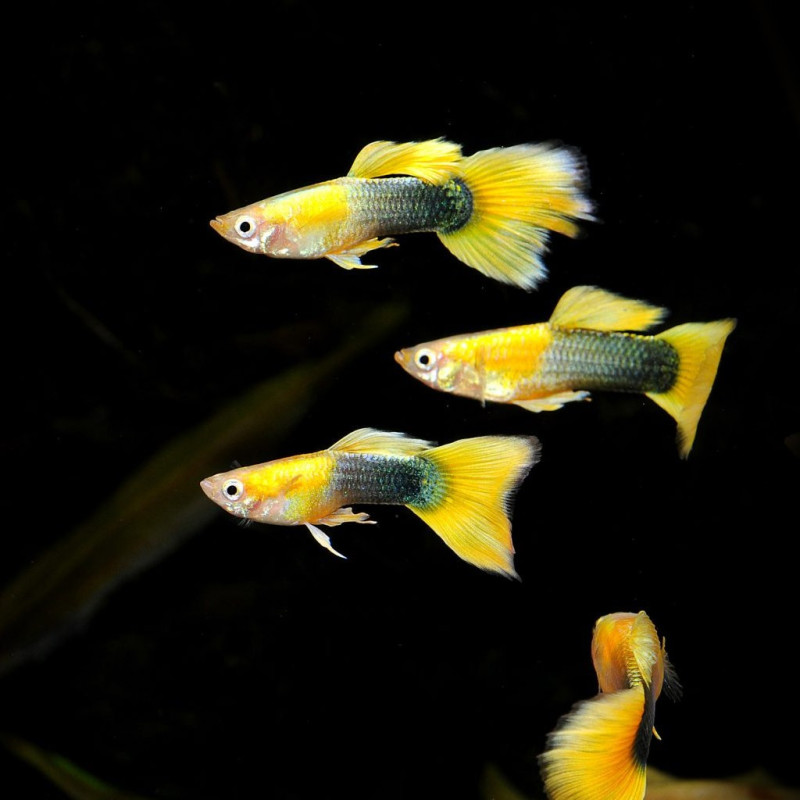 Guppy Yellow Tuxedo (Pareja)