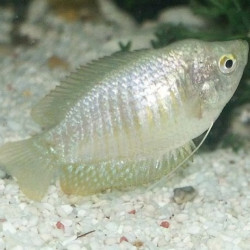 Colisa hembra - Trichogaster lalius Colisa hembra - Trichogaster lalius