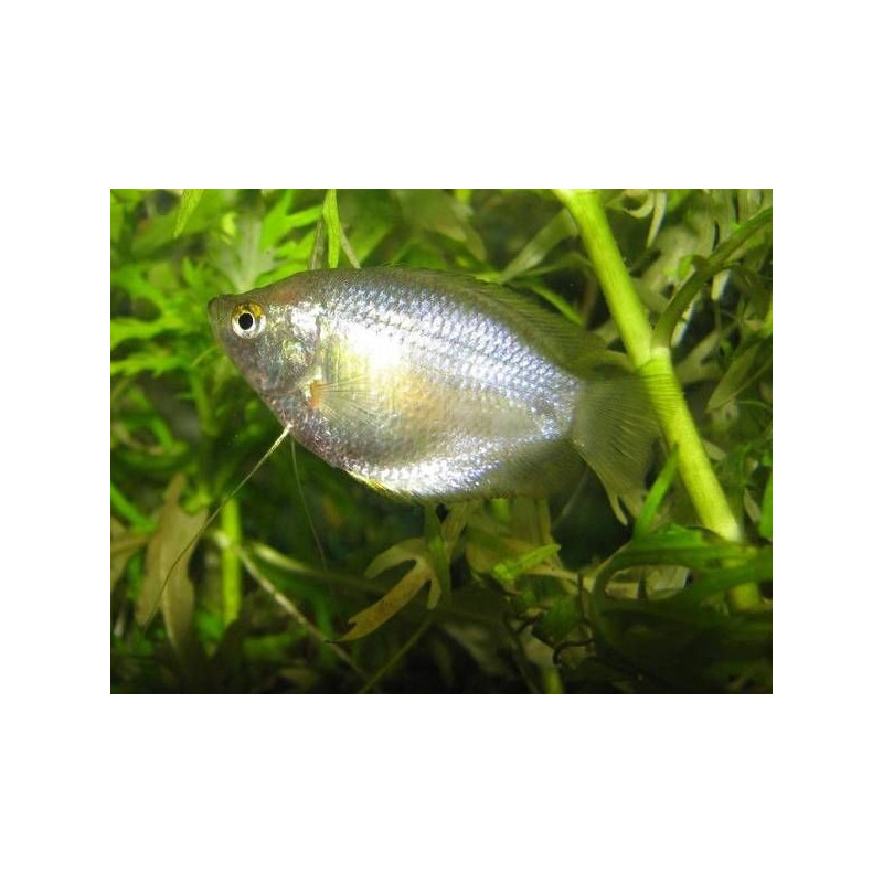 Colisa Fêmea - Trichogaster lalius