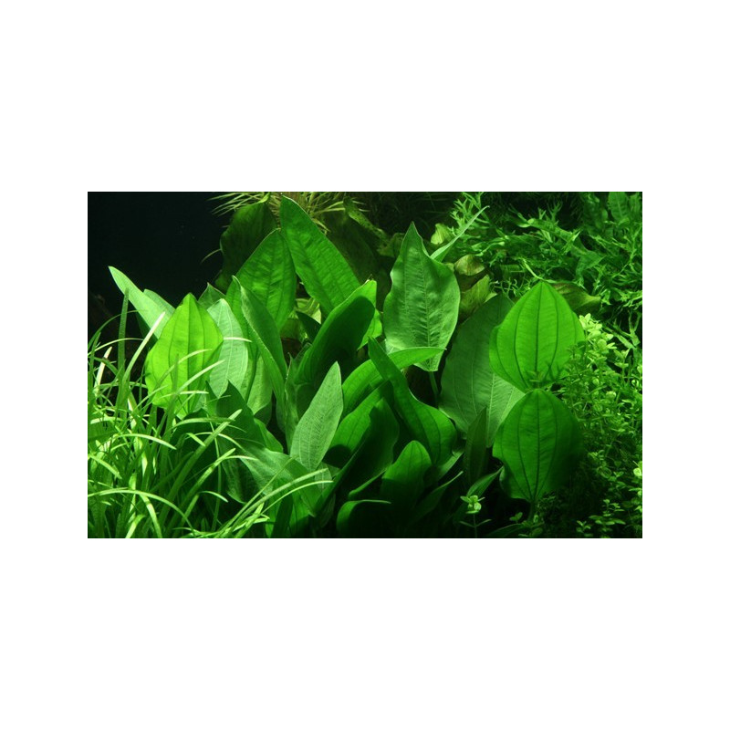 Echinodorus palifolius