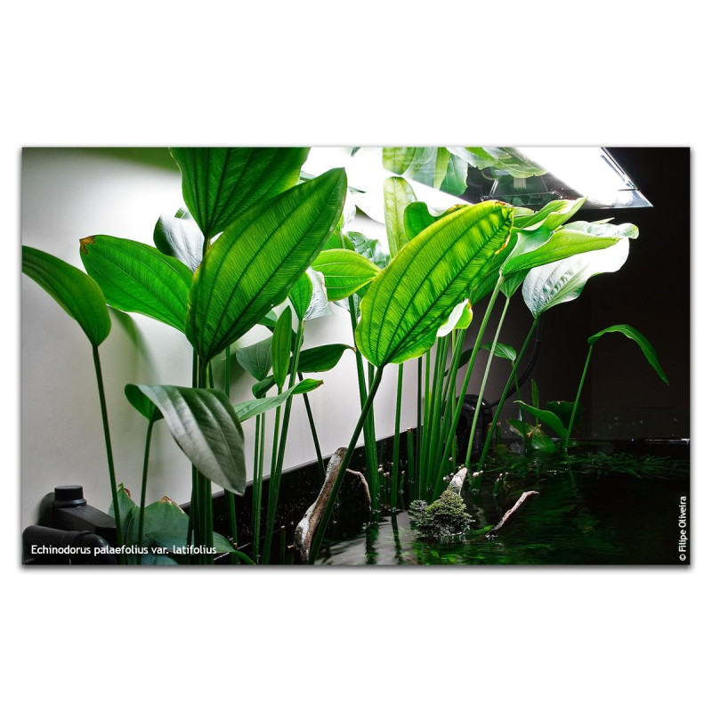 Echinodorus palifolius