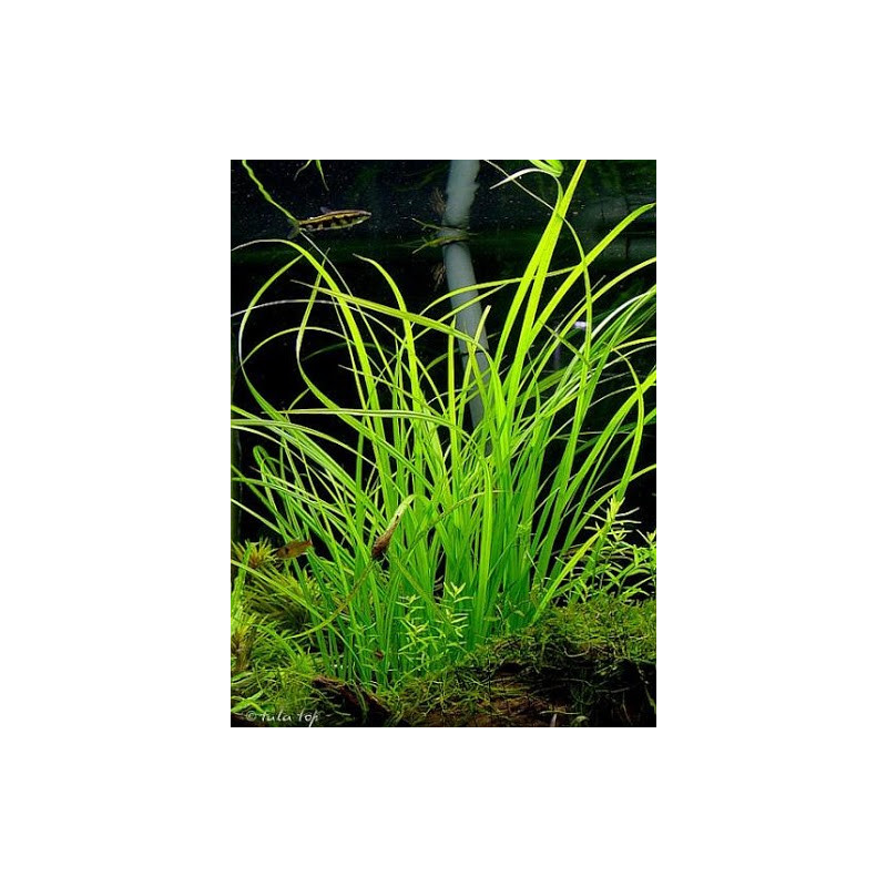 Cyperus helferi
