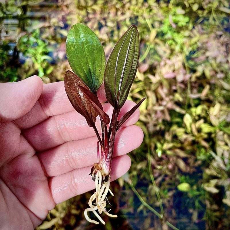 Echinodorus 'Red Diamond'