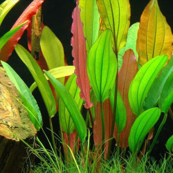 Echinodorus 'Red Diamond' Echinodorus 'Red Diamond'
