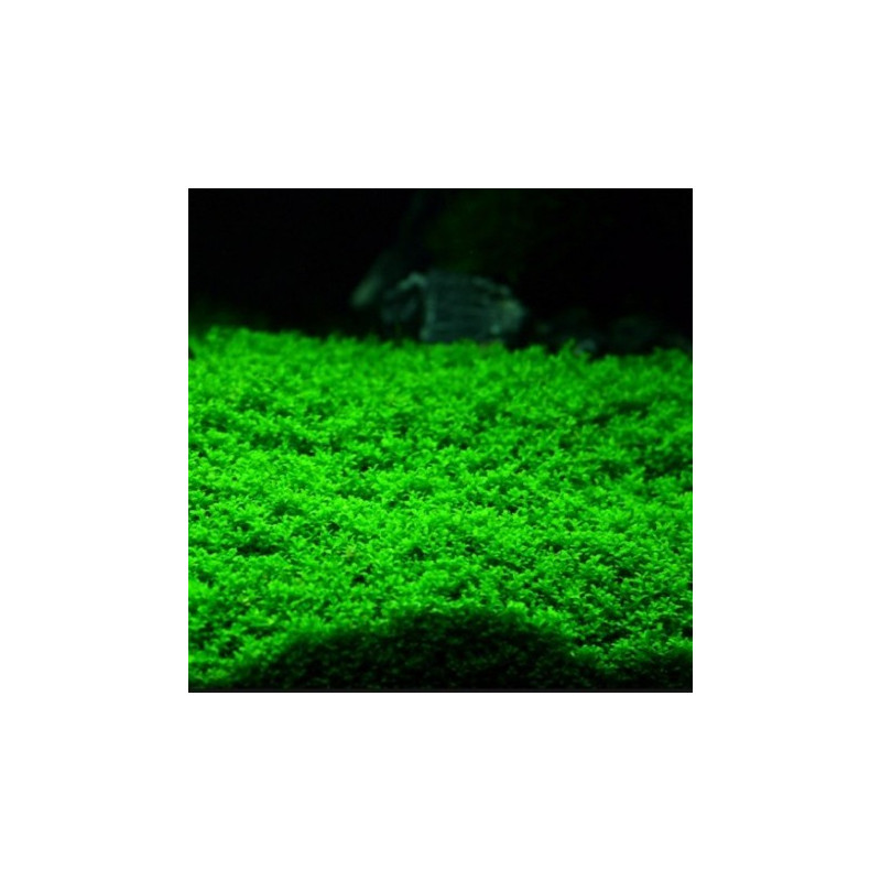 Micranthemum MonteCarlo - In Vitro - Dennerle