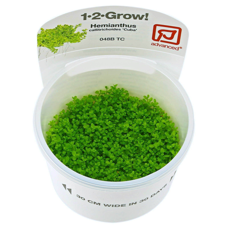 Micranthemum MonteCarlo - In Vitro - Dennerle