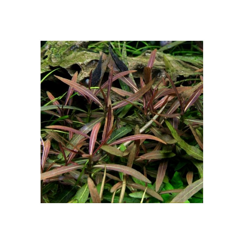 Hygrophila corymbosa Thailand