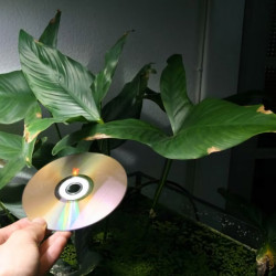 Anubias hastifolia Anubias hastifolia