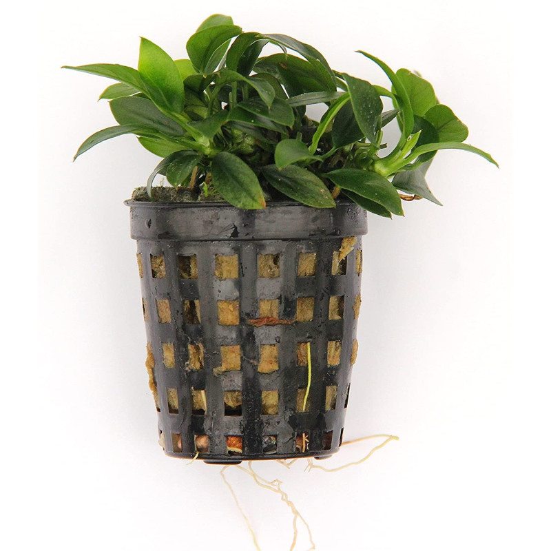 Anubias nana Bonsai Anubias nana Bonsai