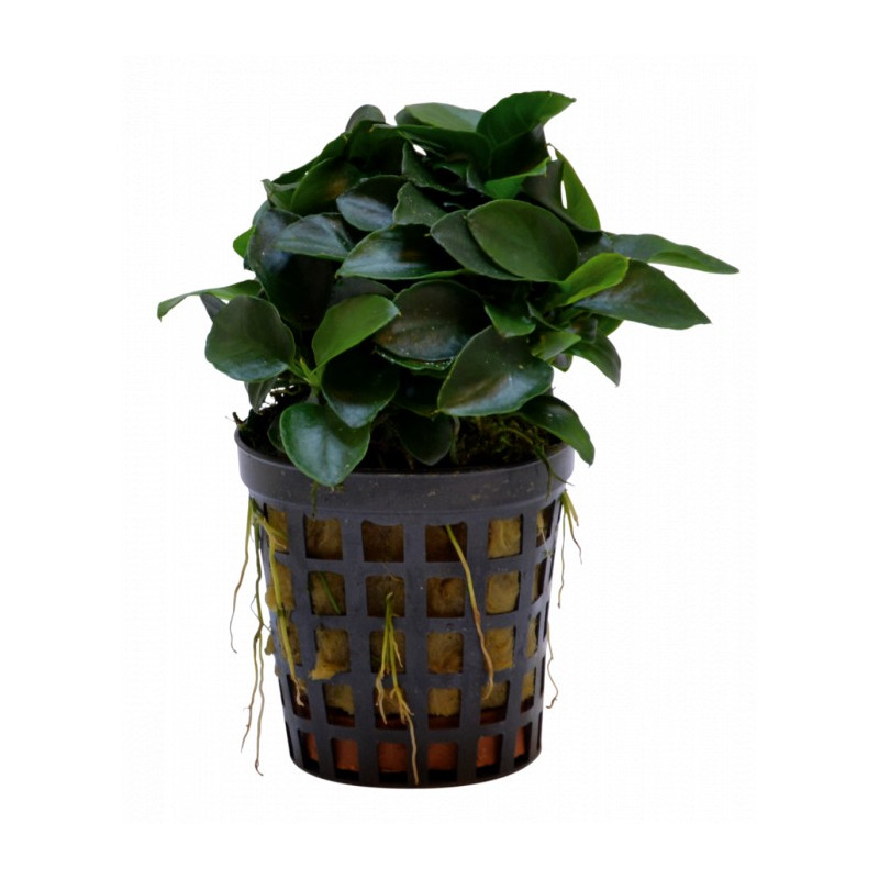Anubias nana Bonzai Anubias nana Bonzai