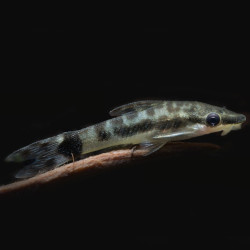 Otocinclus affinis Otocinclus affinis