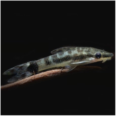 Otocinclus affinis