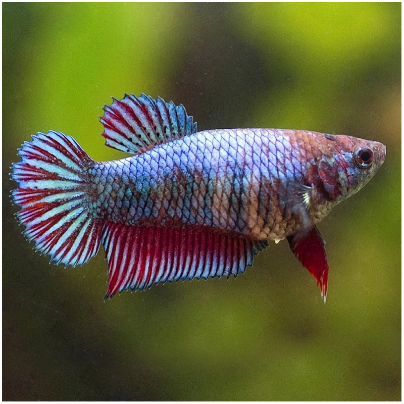 Betta fêmea Halfmoon - Betta splendens