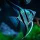 Escalar Common Blue 2.5-3 - Pterophyllum scalare