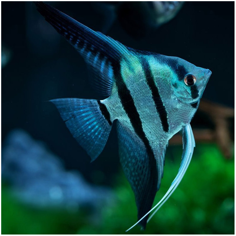 Escalar Common Blue 2.5-3 - Pterophyllum scalare