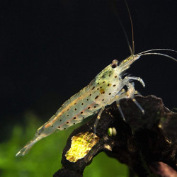 Gamba Amano - Caridina multidentata japonica XL Gamba Amano - Caridina multidentata japonica XL