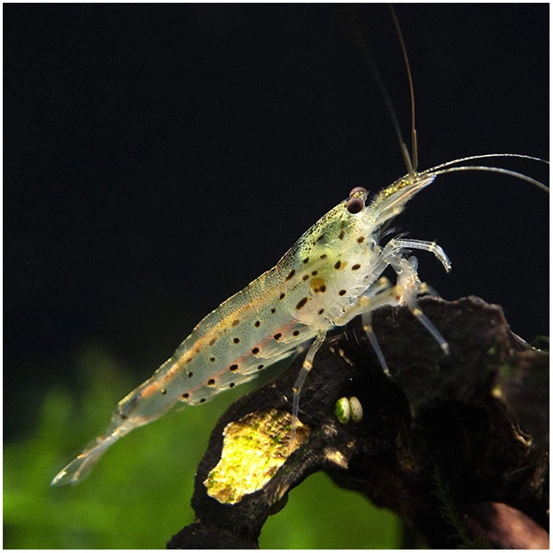 Camarão Amano - Caridina multidentata japonica XL