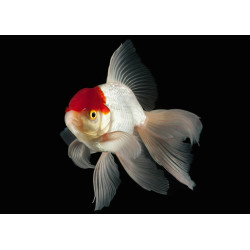 Carassius Auratus - Oranda 4-5cm Carassius Auratus - Oranda 4-5cm