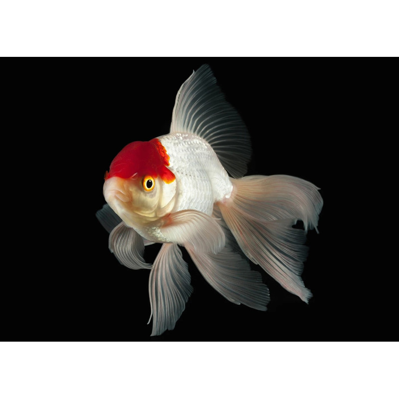 Oranda 3-4cm
