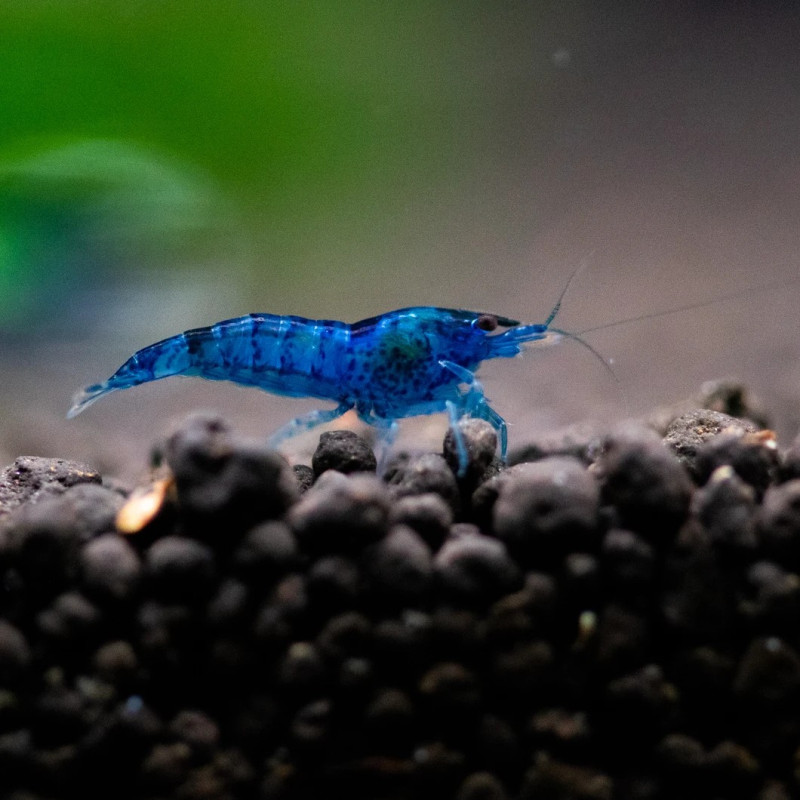 Blue Dream Shrimp - Neocaridina davidi var. blue