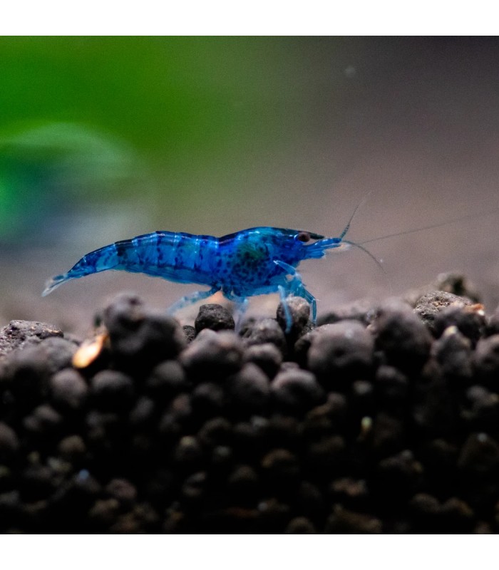 Blue Velvet Shrimp - Neocaridina Davidi Blue Velvet