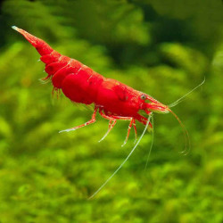 Red Fire Shrimp - Neocaridina davidi var. Red Fire Red Fire Shrimp - Neocaridina davidi var. Red Fire