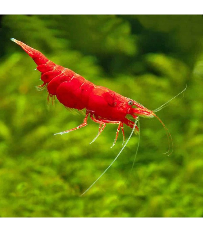 Red Fire Shrimp - Neocaridina davidi var. Red Fire