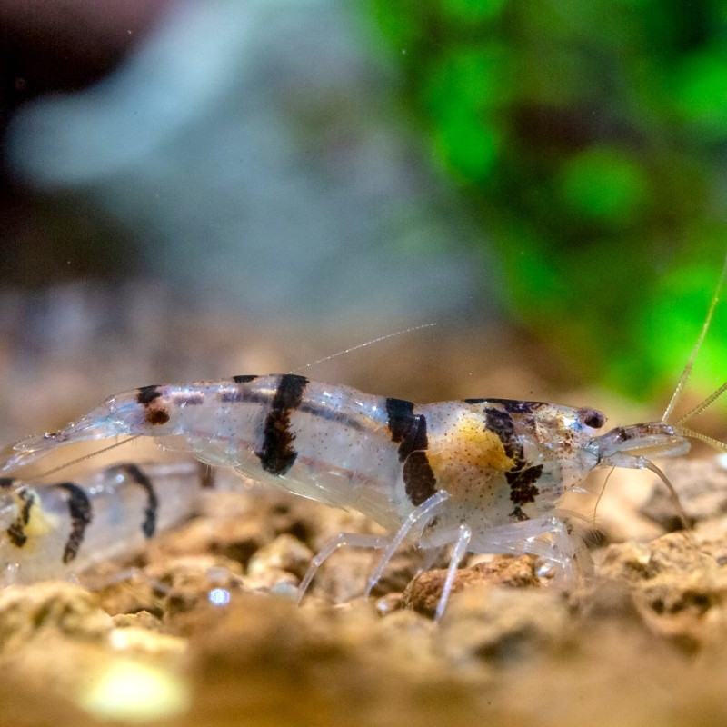 Raccoon Tiger Shrimp - Caridina spec.