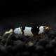 Crystal Black shrimp (Caridina cf. cantonensis)