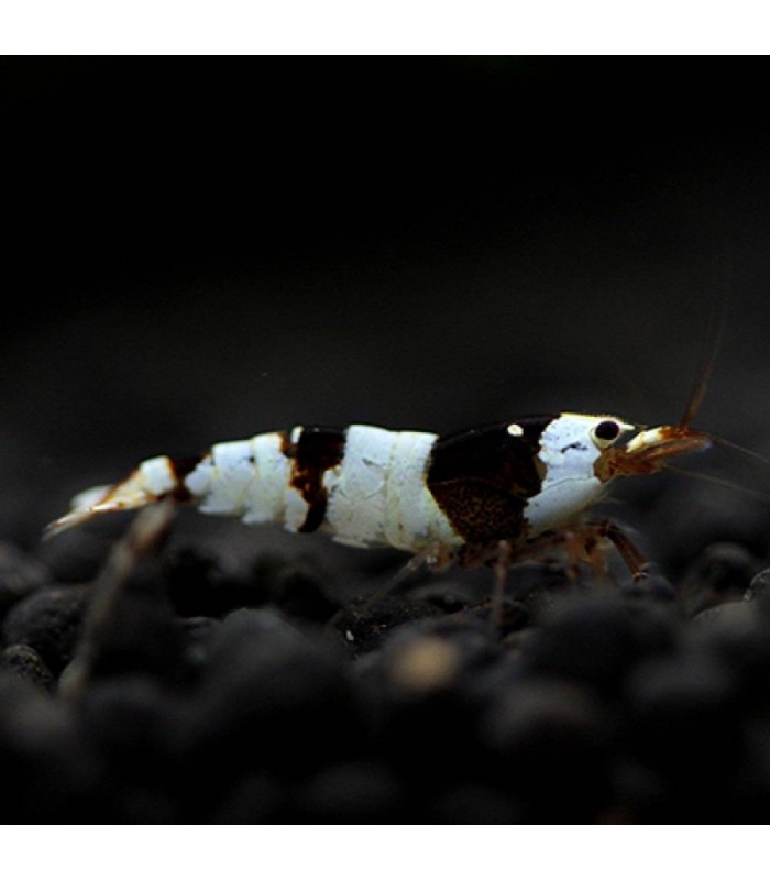 Crystal Black shrimp (Caridina cf. cantonensis)