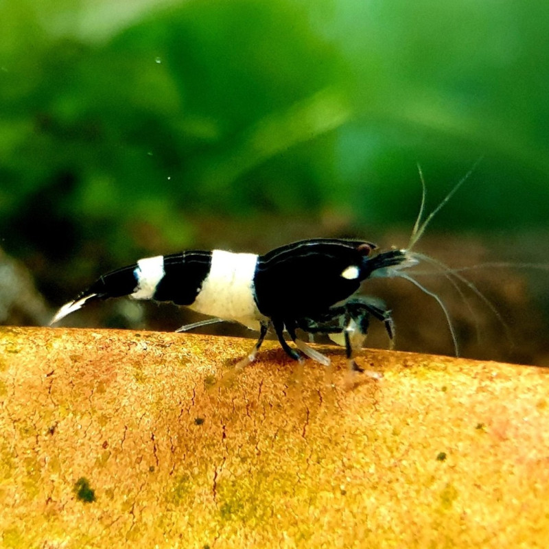 Caridina logemanni var. Panda (Taiwan Bee)