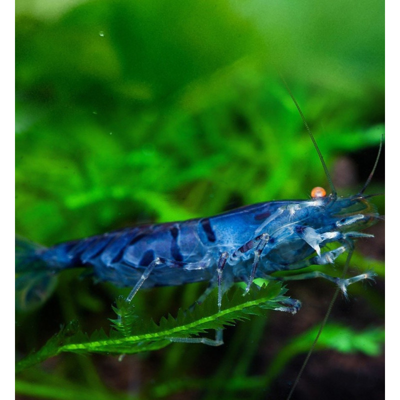 Blue Tiger Orange Eye Shrimp - Caridina cf. cantonensis 