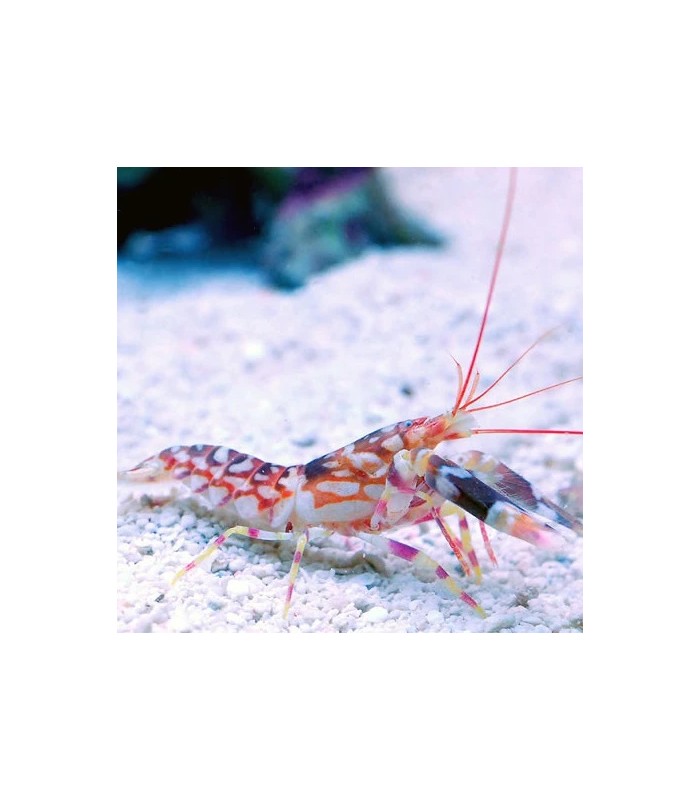 Alpheus bellulus - Tiger Pistol Shrimp
