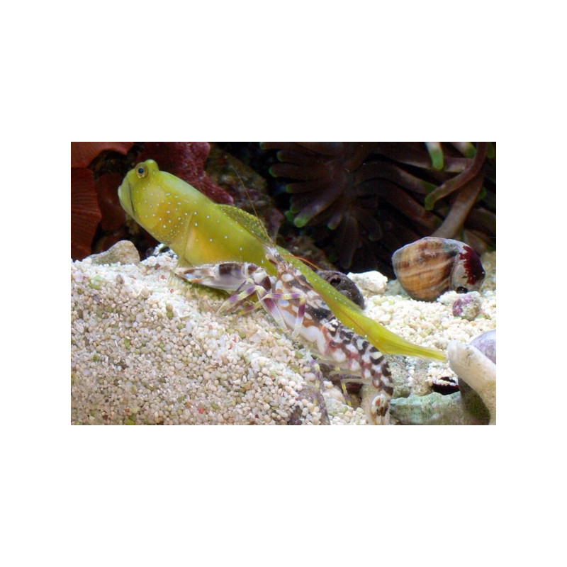 Alpheus bellulus - Tiger Pistol Shrimp