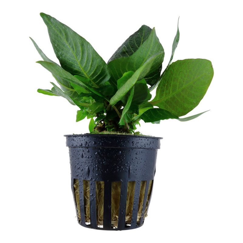 Hygrophila corymbosa Kompakt