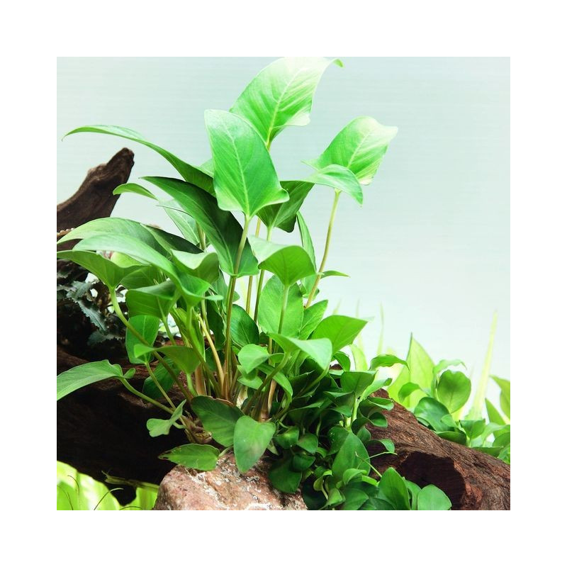 Anubias gracilis