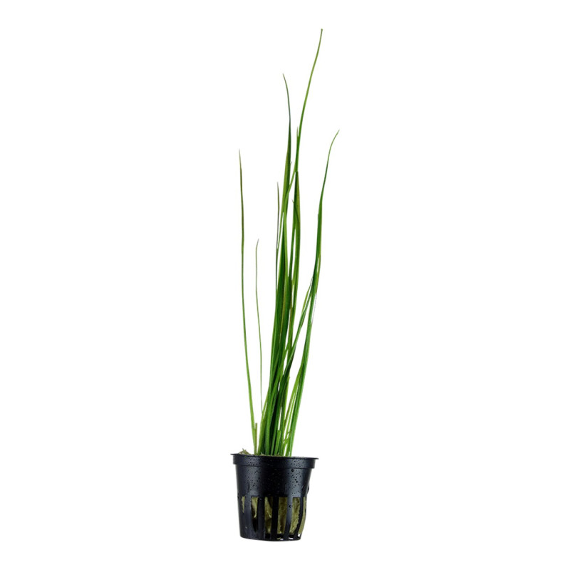 Vallisneria nana