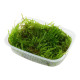 Taxiphyllum sp. Spiky Moss Porção