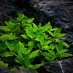 Staurogyne repens Staurogyne repens