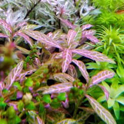 Hygrophila polysperma Rosanervig - Sunset Hygrophila Hygrophila polysperma Rosanervig - Sunset Hygrophila